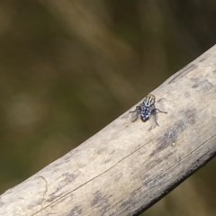 Sarcophagidae (family) (Unidentified flesh fly) at Isaacs, ACT - 27 Dec 2020 by Mike