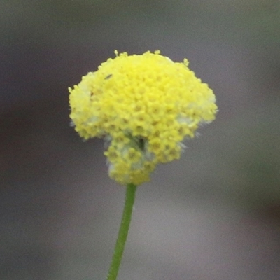 Craspedia sp. (Billy Buttons) at Pambula Beach, NSW - 27 Dec 2020 by KylieWaldon