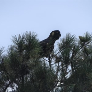 Zanda funerea at Isaacs Ridge - 26 Dec 2020