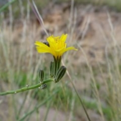 Chondrilla juncea (Skeleton Weed) at Isaacs, ACT - 26 Dec 2020 by Mike