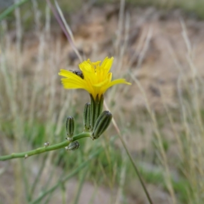 Chondrilla juncea (Skeleton Weed) at Isaacs, ACT - 26 Dec 2020 by Mike