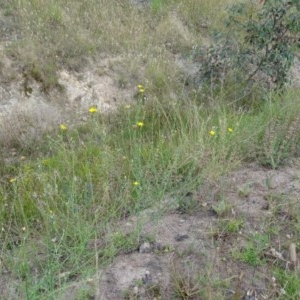 Chondrilla juncea at Isaacs, ACT - 26 Dec 2020