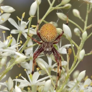 Salsa fuliginata at Acton, ACT - 27 Dec 2020