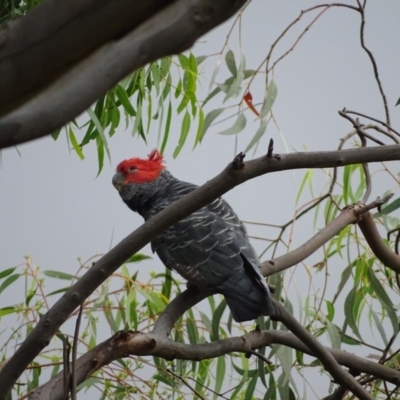 Callocephalon fimbriatum (Gang-gang Cockatoo) at Isaacs Ridge - 26 Dec 2020 by Mike