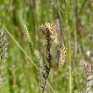 Junonia villida at O'Malley, ACT - 26 Dec 2020