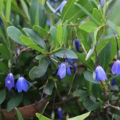 Billardiera (genus) at Pambula Beach, NSW - 28 Dec 2020 by KylieWaldon