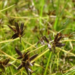 Cyperus sanguinolentus at O'Malley, ACT - 26 Dec 2020