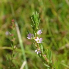 Lythrum hyssopifolia (Small Loosestrife) at Mount Mugga Mugga - 26 Dec 2020 by Mike