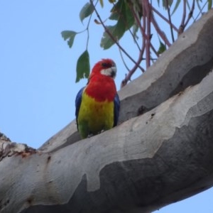 Platycercus eximius at O'Malley, ACT - 26 Dec 2020