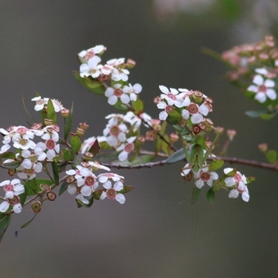 Sannantha pluriflora (Twiggy Heath Myrtle, Tall Baeckea) at Pambula Beach, NSW - 28 Dec 2020 by KylieWaldon