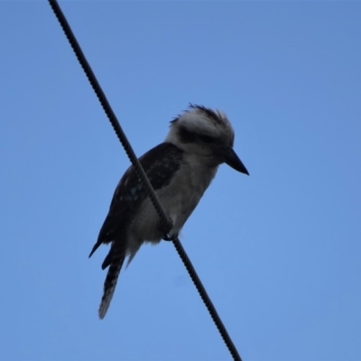 Dacelo novaeguineae (Laughing Kookaburra) at Isaacs Ridge - 26 Dec 2020 by Mike