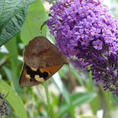 Heteronympha merope (Common Brown Butterfly) at Isaacs, ACT - 26 Dec 2020 by Mike