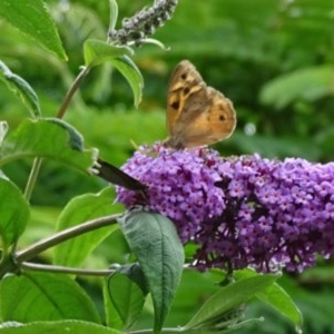 Heteronympha merope at Isaacs, ACT - 26 Dec 2020 12:38 PM