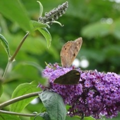 Heteronympha merope at Isaacs, ACT - 26 Dec 2020