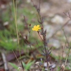 Hypericum gramineum (Small St Johns Wort) at Pambula Beach, NSW - 28 Dec 2020 by KylieWaldon