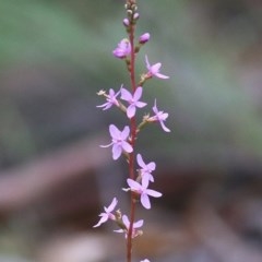 Stylidium (genus) (Trigger Plant) at Pambula Beach, NSW - 28 Dec 2020 by KylieWaldon