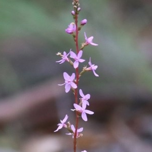 Stylidium (genus) at Beowa National Park - 28 Dec 2020 08:40 AM