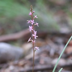 Stylidium (genus) at Beowa National Park - 28 Dec 2020 08:40 AM