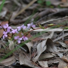 Stylidium (genus) at Beowa National Park - 28 Dec 2020 08:40 AM