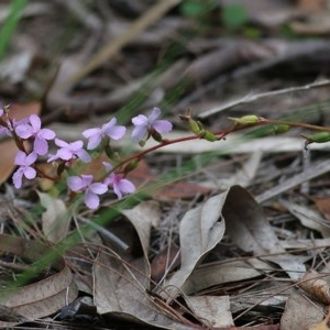 Stylidium (genus) at Beowa National Park - 28 Dec 2020 08:40 AM