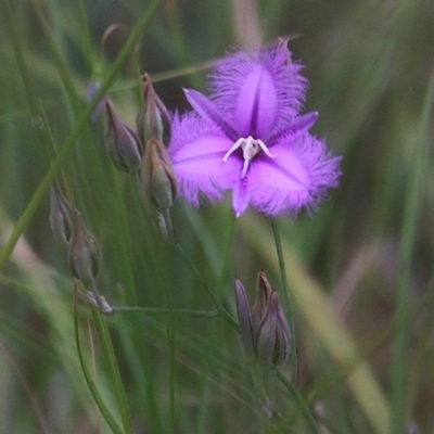 Thysanotus tuberosus subsp. tuberosus (Common Fringe-lily) at Pambula Beach, NSW - 27 Dec 2020 by Kyliegw