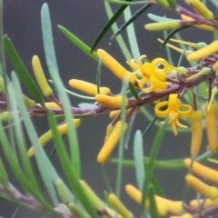 Persoonia linearis (Narrow-leaved Geebung) at Pambula Beach, NSW - 28 Dec 2020 by KylieWaldon