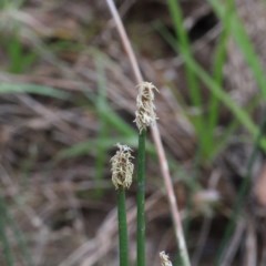 Eleocharis acuta (Common Spike-rush) at O'Connor, ACT - 15 Dec 2020 by ConBoekel