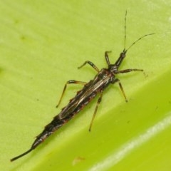 Idolothrips spectrum (Giant thrips) at ANBG - 27 Dec 2020 by TimL