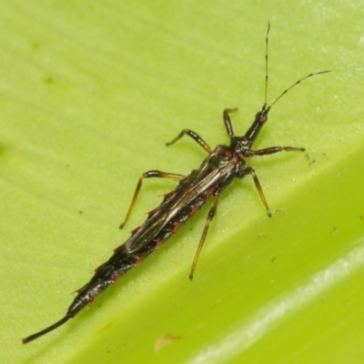 Idolothrips spectrum (Giant thrips) at Acton, ACT - 27 Dec 2020 by TimL