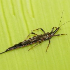 Idolothrips spectrum at Acton, ACT - 27 Dec 2020 12:40 PM