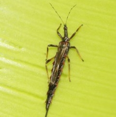 Idolothrips spectrum at Acton, ACT - 27 Dec 2020 12:40 PM