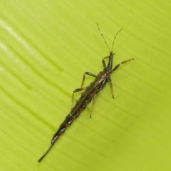 Idolothrips spectrum at Acton, ACT - 27 Dec 2020 12:40 PM