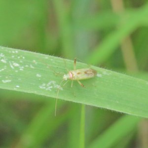 Miridae (family) at O'Connor, ACT - 15 Dec 2020