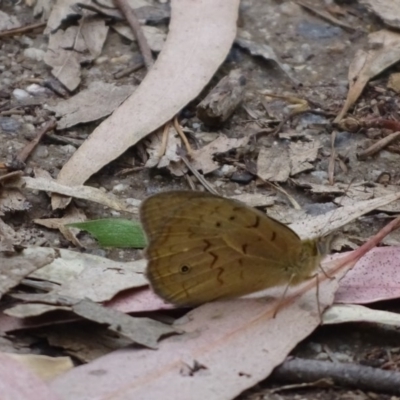 Heteronympha merope (Common Brown Butterfly) at Isaacs, ACT - 26 Dec 2020 by Mike
