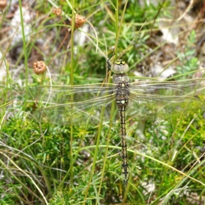 Anax papuensis (Australian Emperor) at Isaacs, ACT - 26 Dec 2020 by Mike