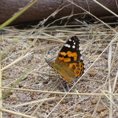 Vanessa kershawi (Australian Painted Lady) at Isaacs, ACT - 26 Dec 2020 by Mike