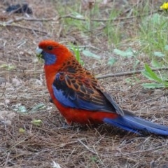 Platycercus elegans (Crimson Rosella) at Isaacs, ACT - 26 Dec 2020 by Mike