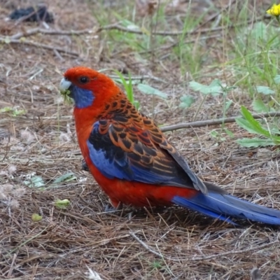 Platycercus elegans (Crimson Rosella) at Isaacs, ACT - 26 Dec 2020 by Mike