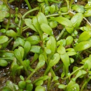 Glossostigma elatinoides at Coree, ACT - 28 Dec 2020 12:40 PM