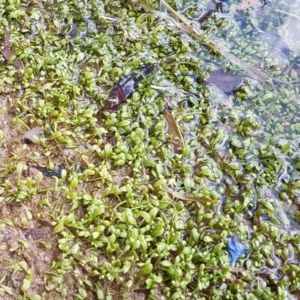 Glossostigma elatinoides at Coree, ACT - 28 Dec 2020 12:40 PM