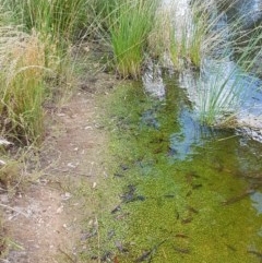 Glossostigma elatinoides at Coree, ACT - 28 Dec 2020 12:40 PM