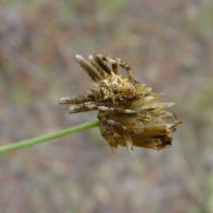 Araneidae (family) at Isaacs, ACT - 26 Dec 2020