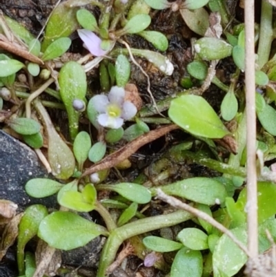 Glossostigma elatinoides (Small Mud-mat) at Uriarra Village, ACT - 28 Dec 2020 by trevorpreston