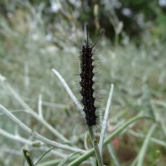 Nyctemera amicus (Senecio Moth, Magpie Moth, Cineraria Moth) at Isaacs, ACT - 26 Dec 2020 by Mike