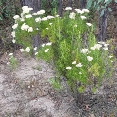 Cassinia longifolia (Shiny Cassinia, Cauliflower Bush) at Coree, ACT - 28 Dec 2020 by trevorpreston