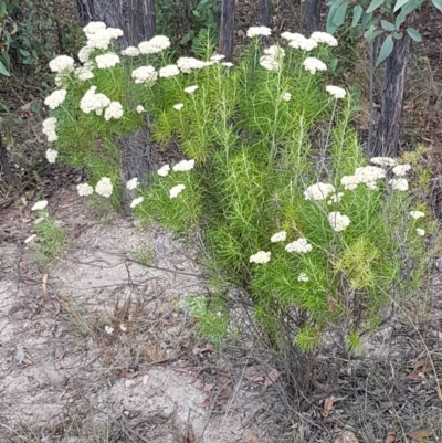 Cassinia longifolia (Shiny Cassinia, Cauliflower Bush) at Sherwood Forest - 28 Dec 2020 by trevorpreston