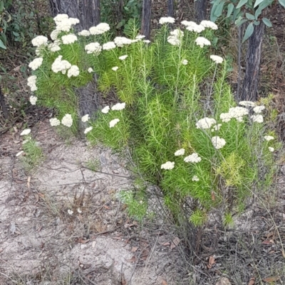 Cassinia longifolia (Shiny Cassinia, Cauliflower Bush) at Coree, ACT - 28 Dec 2020 by trevorpreston