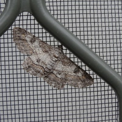 Cleora displicata (A Cleora Bark Moth) at Isaacs, ACT - 26 Dec 2020 by Mike