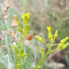 Senecio bathurstianus (Rough Fireweed) at Sherwood Forest - 28 Dec 2020 by trevorpreston