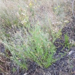 Senecio bathurstianus at Coree, ACT - 28 Dec 2020